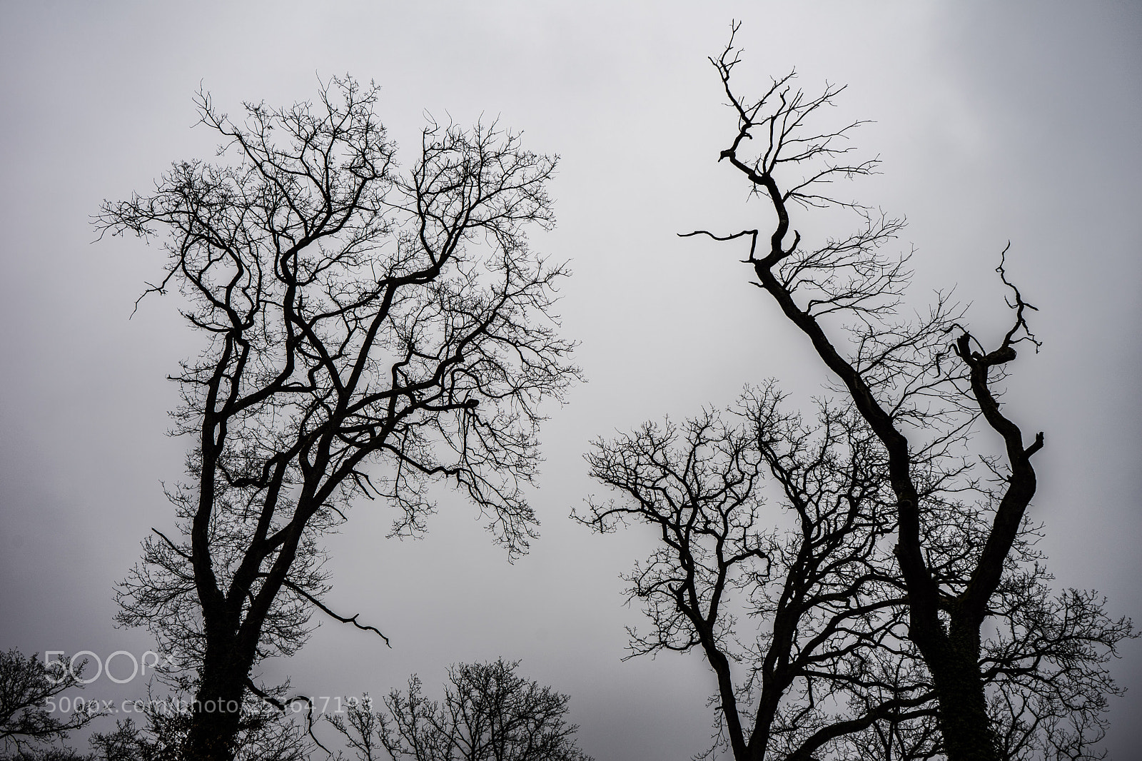 Sony a7 sample photo. Untitled photography