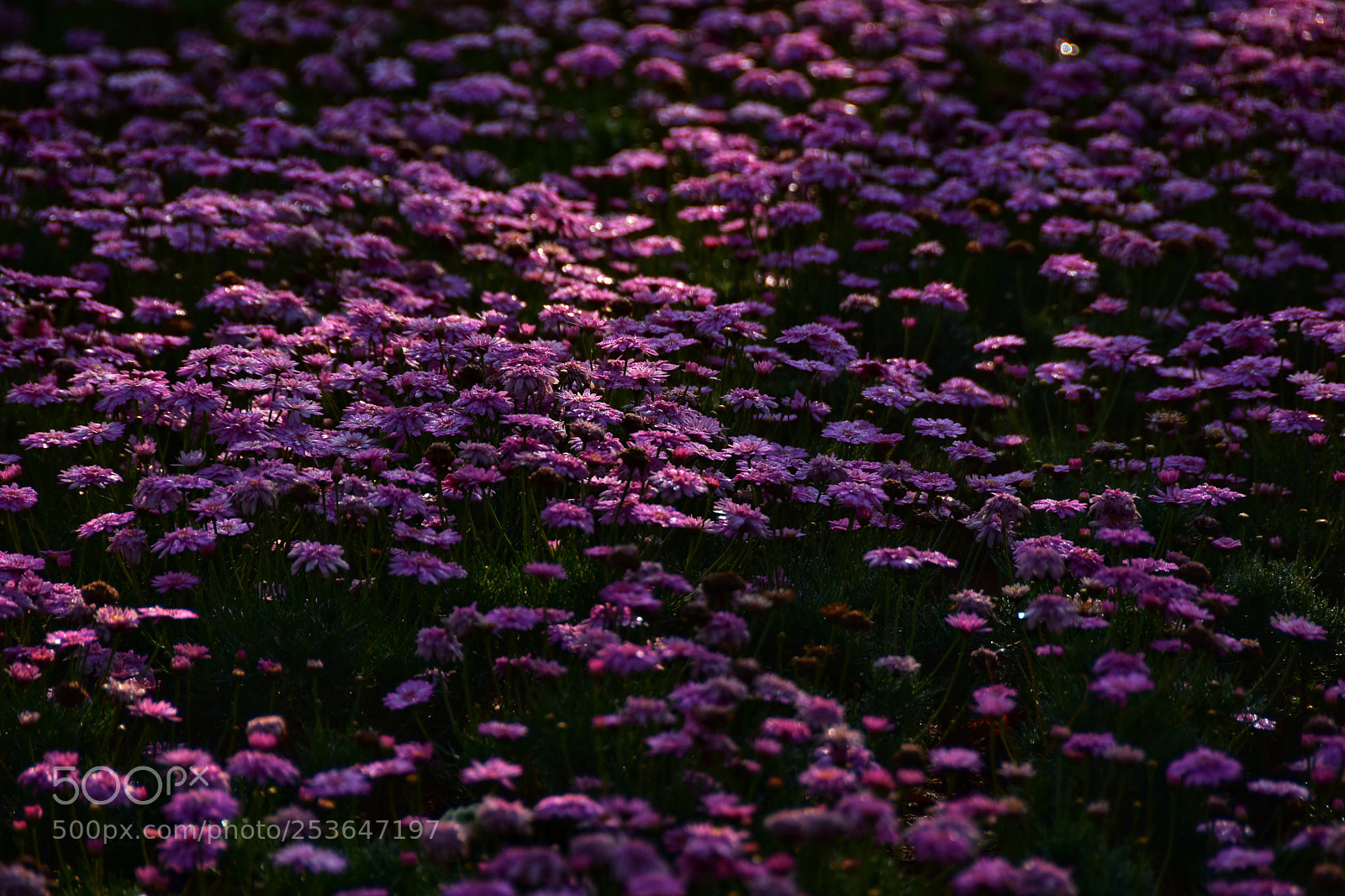 Nikon D7200 sample photo. Flowers photography