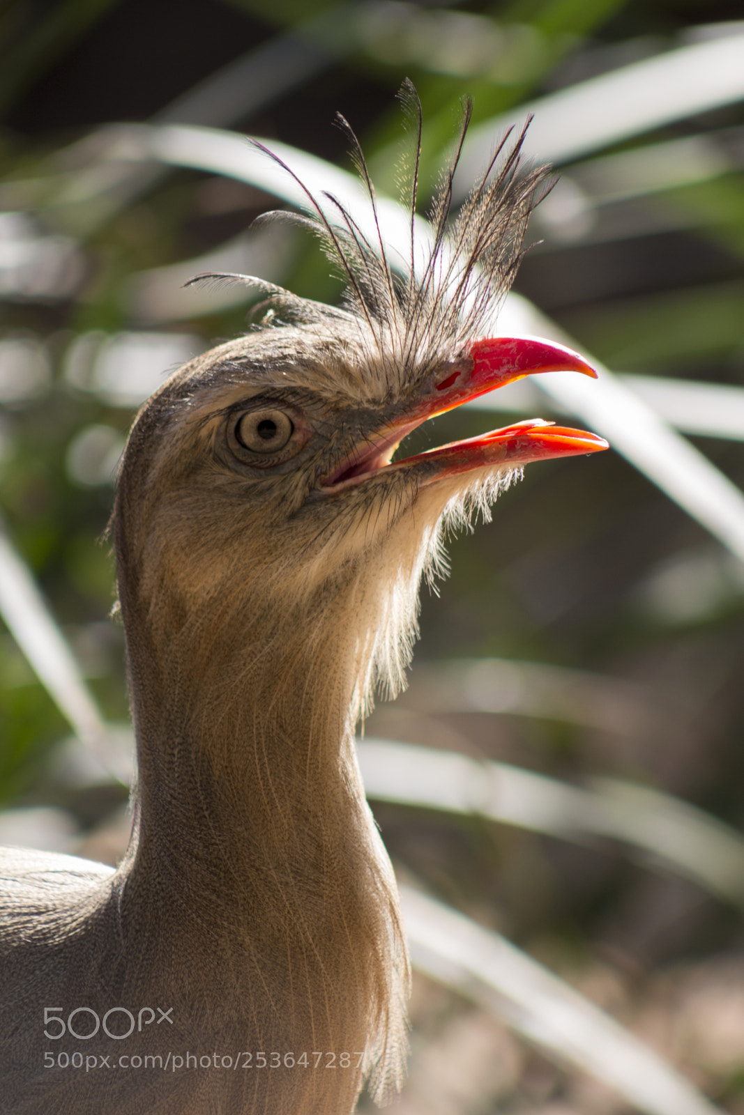 Canon EOS 700D (EOS Rebel T5i / EOS Kiss X7i) sample photo. Siriema (cariama cristata) photography