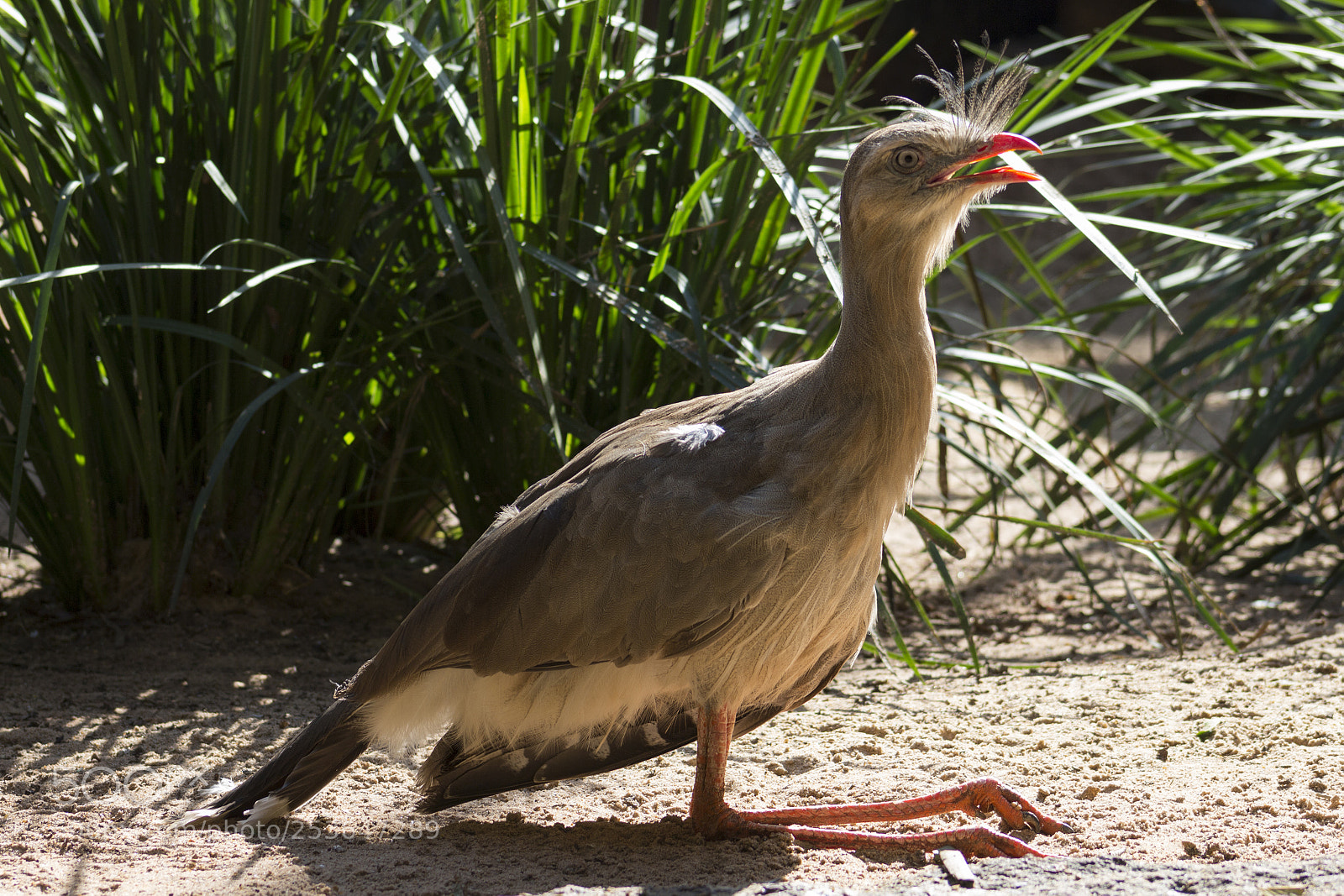 Canon EOS 700D (EOS Rebel T5i / EOS Kiss X7i) sample photo. Siriema (cariama cristata) photography