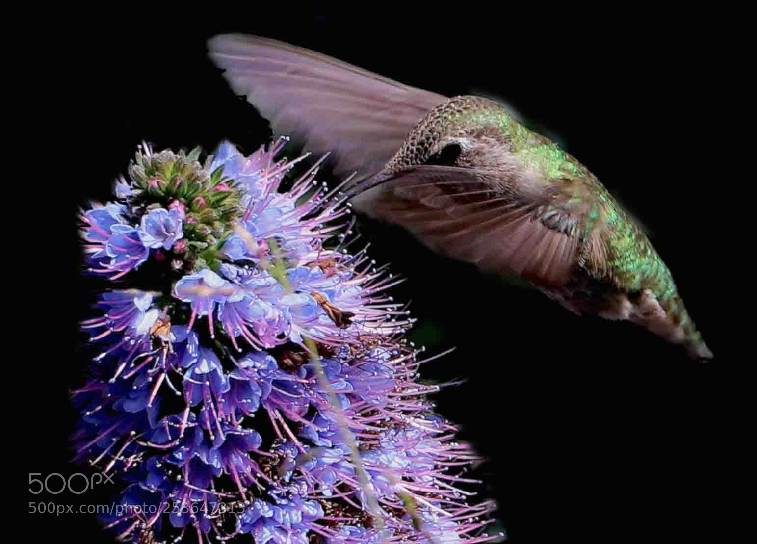Canon EOS 80D sample photo. Hummer in spring photography