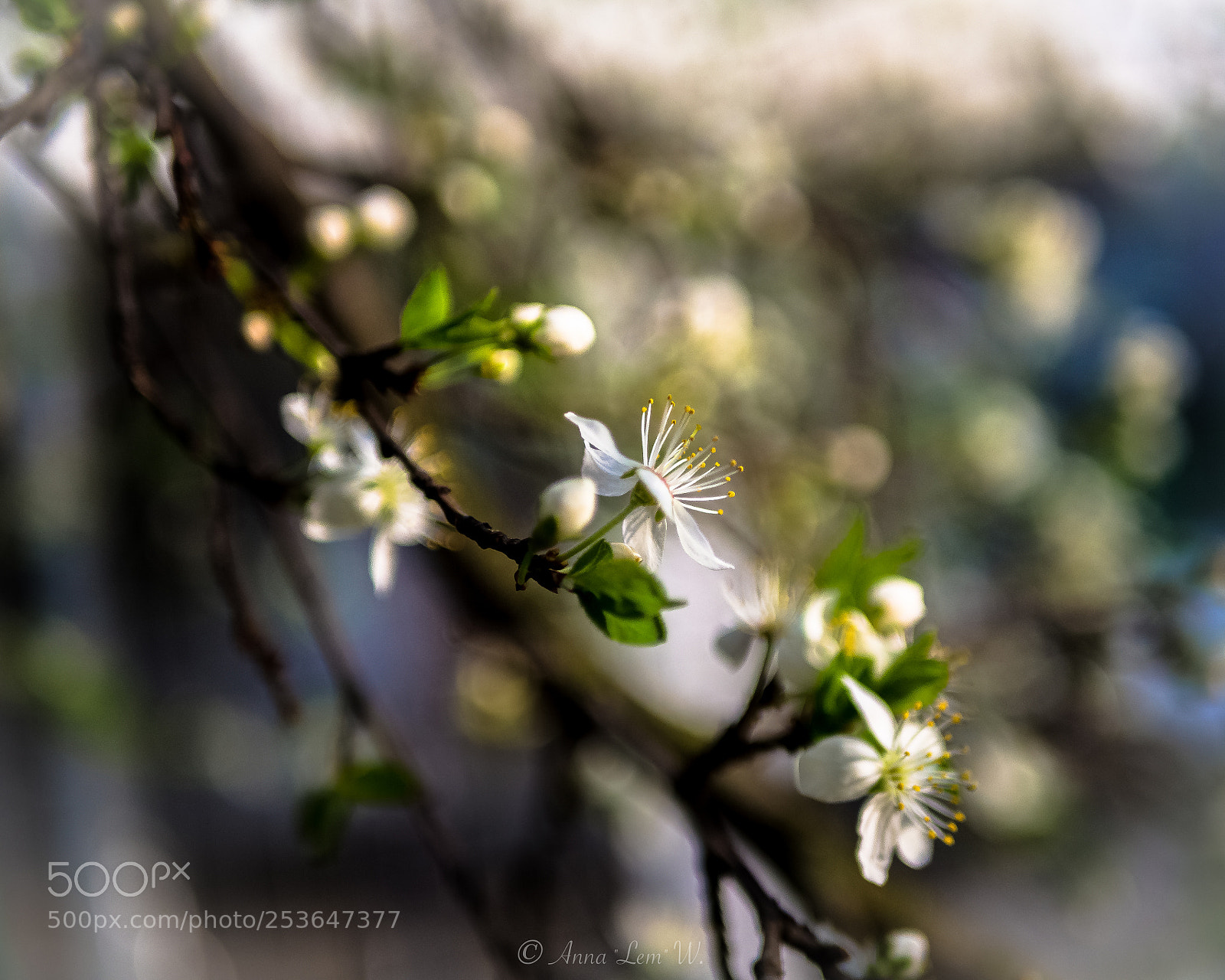 Olympus PEN E-PL5 sample photo. Spring awakening photography