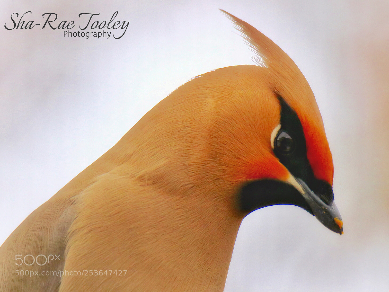 Canon EOS 750D (EOS Rebel T6i / EOS Kiss X8i) sample photo. Portrait of a waxwing photography