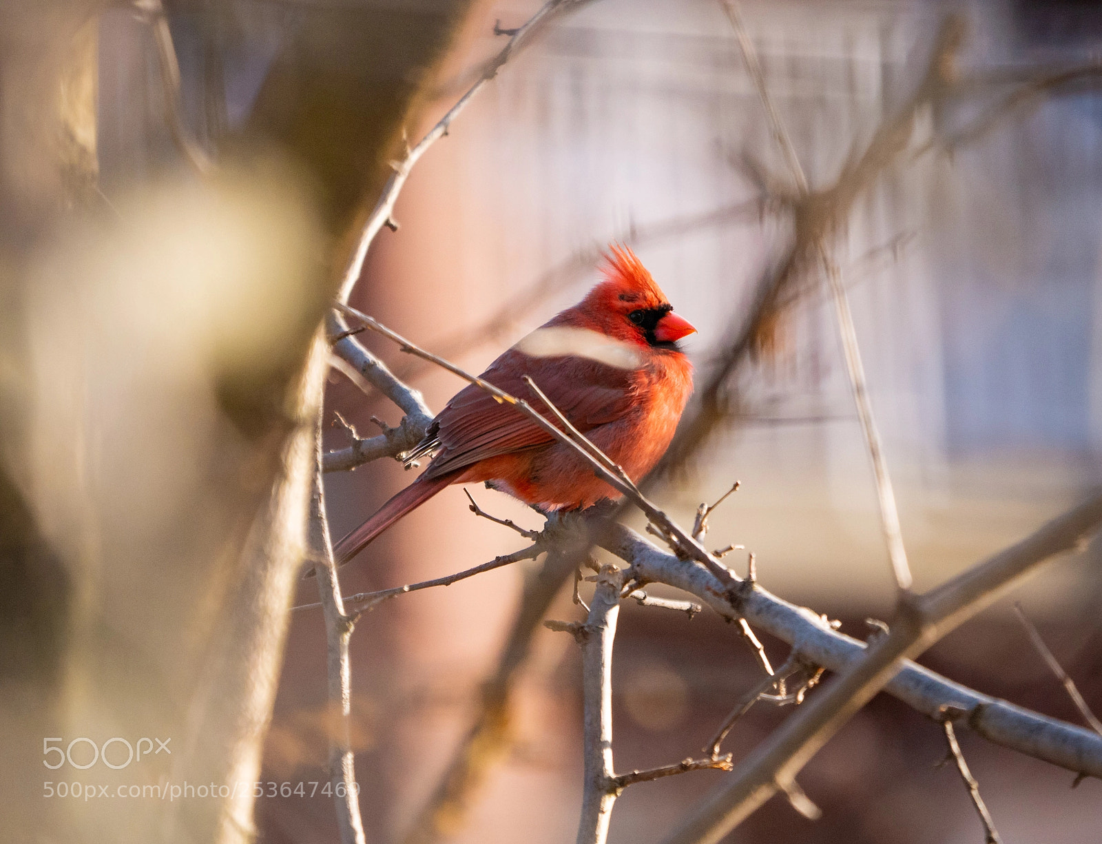 Panasonic Lumix DMC-G85 (Lumix DMC-G80) sample photo. Northern cardinal photography