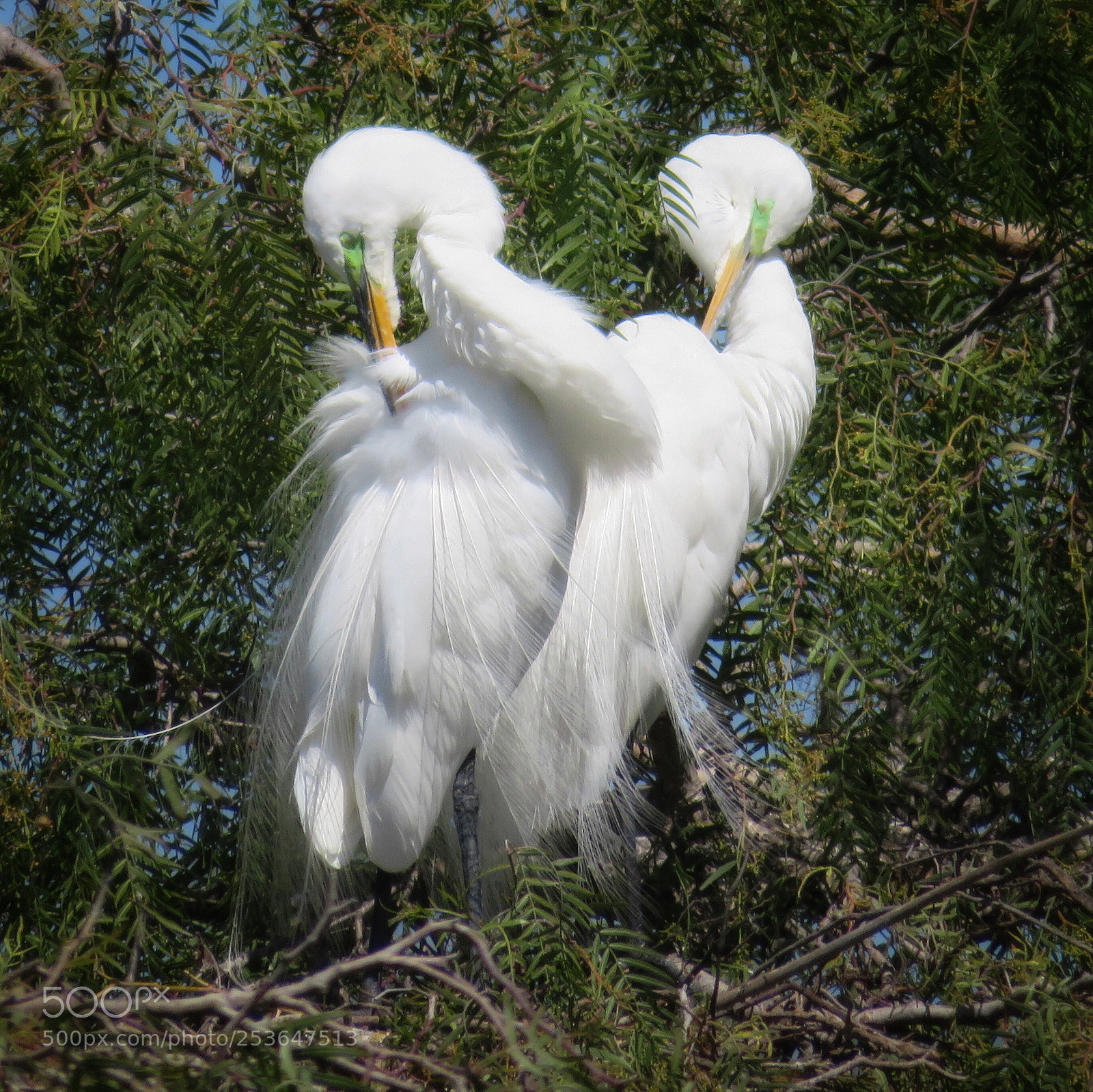Canon PowerShot SX720 HS sample photo. Preening pair photography