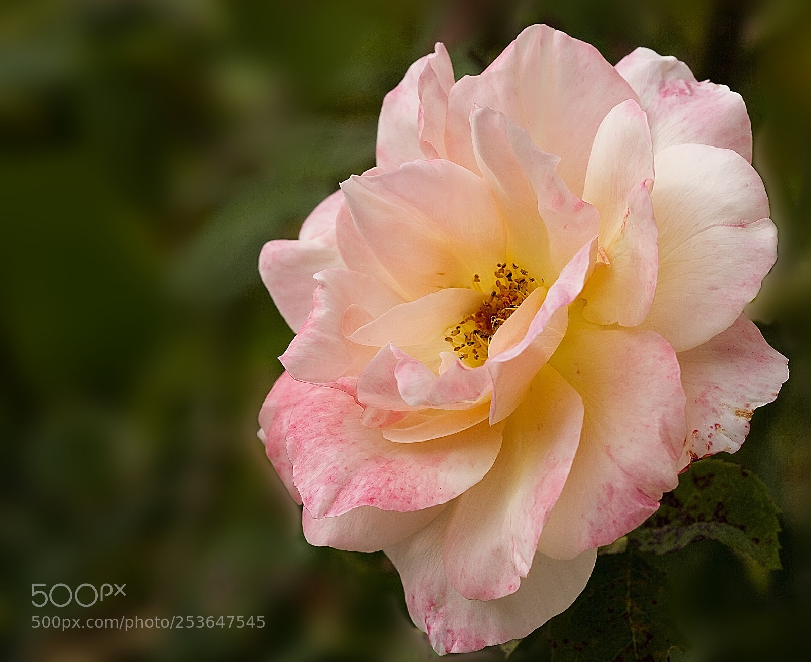Canon EOS 7D sample photo. Rose photography