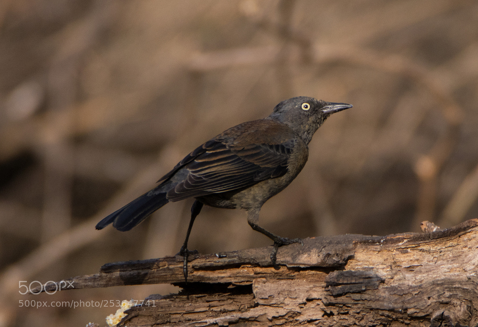 Canon EOS 80D sample photo. Grackle juvenile photography