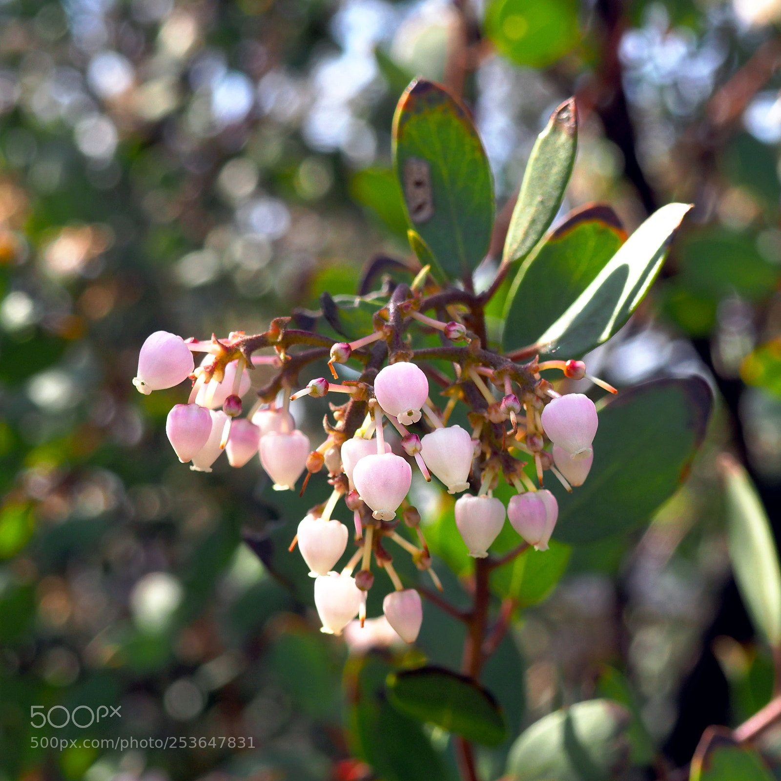 Olympus OM-D E-M10 II sample photo. Manzanita blossoms photography