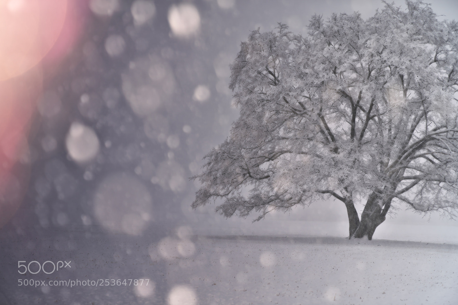 Sony a7R III sample photo. Triumph of general winter photography