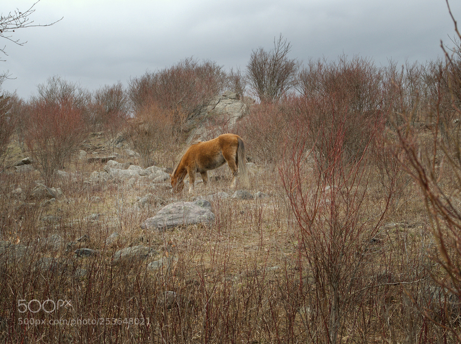 Nikon D5100 sample photo. Ponies, state park photography