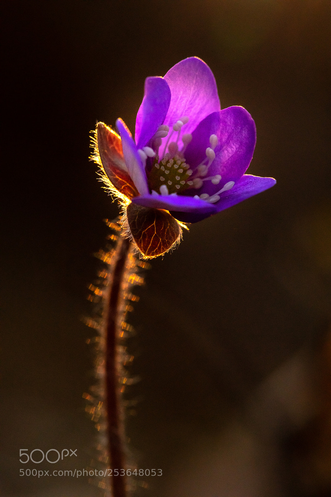 Canon EOS 5D Mark IV sample photo. Spring flower photography