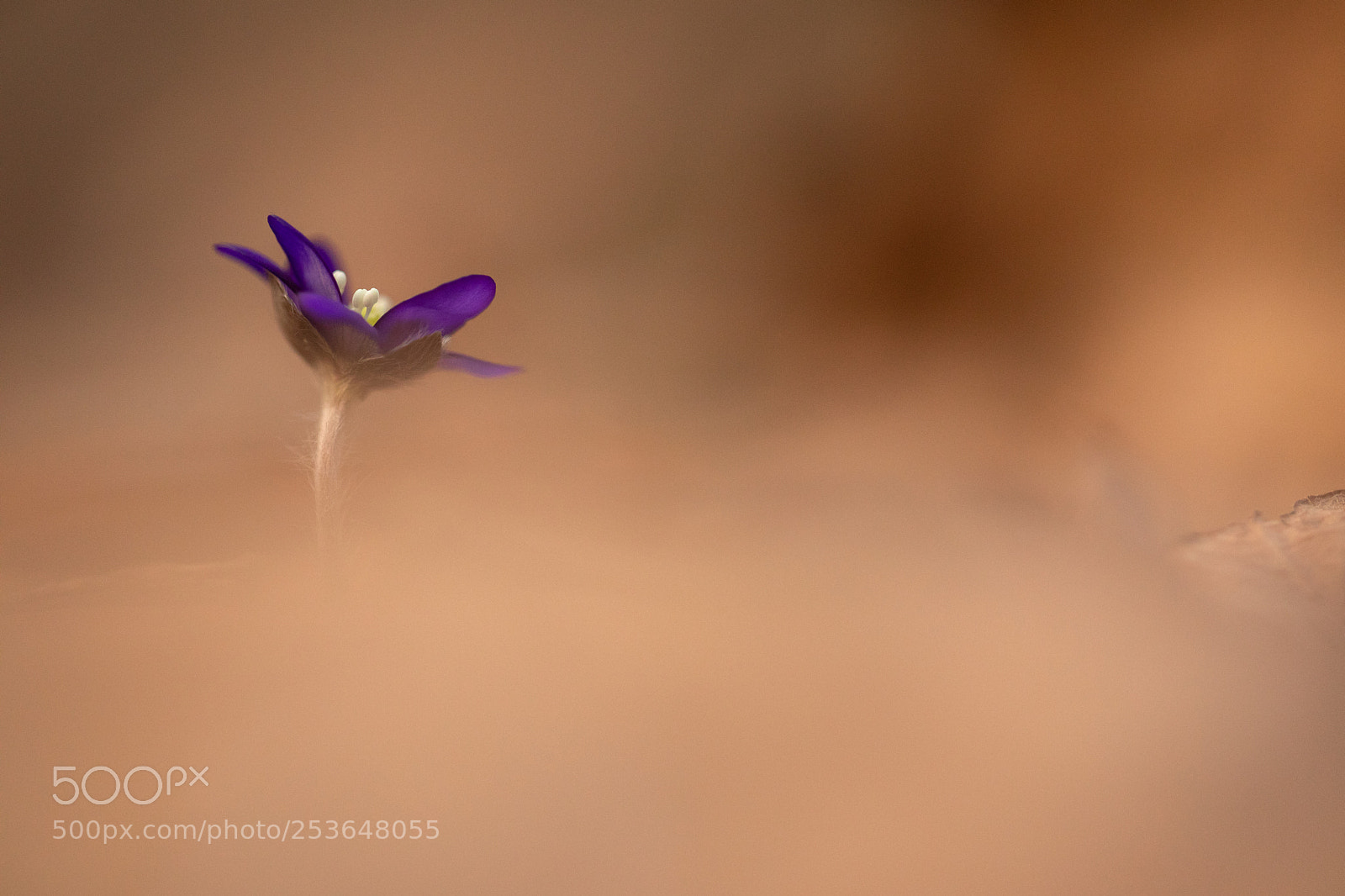 Canon EOS 5D Mark IV sample photo. Spring beauty photography