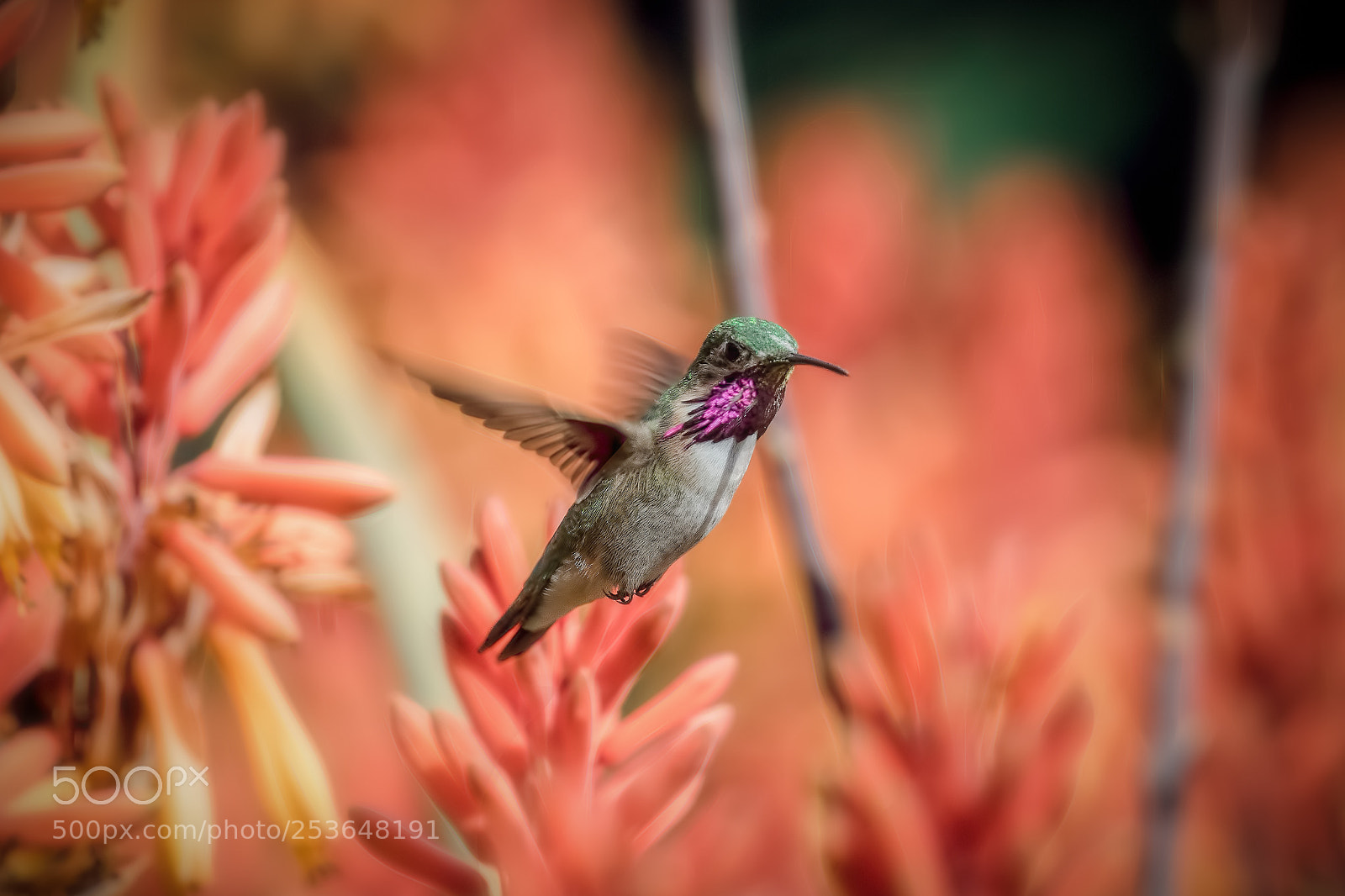 Canon EOS-1D X Mark II sample photo. Hummingbird diaries (109) photography