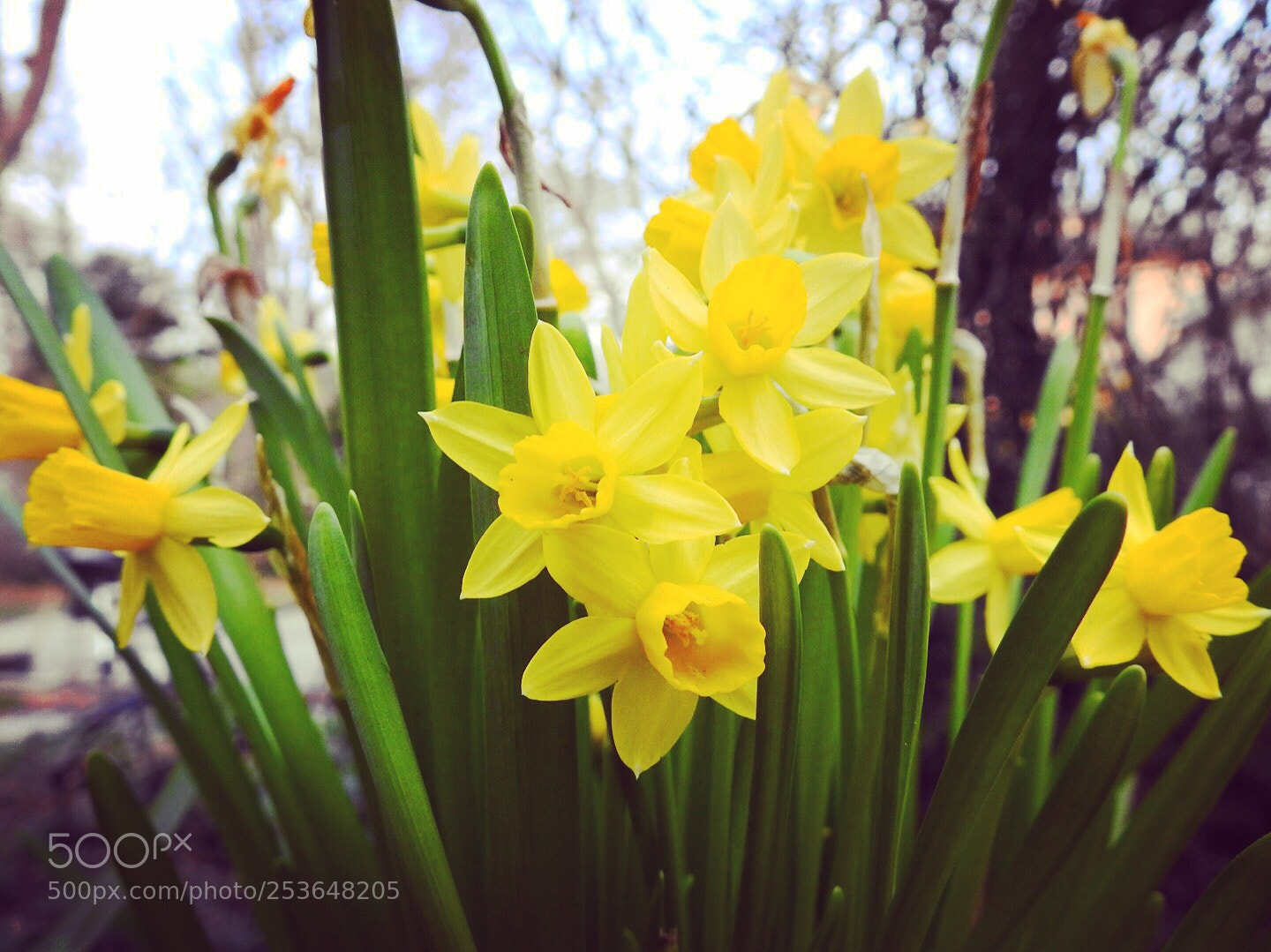 Nikon Coolpix P900 sample photo. Yellow friends  photography