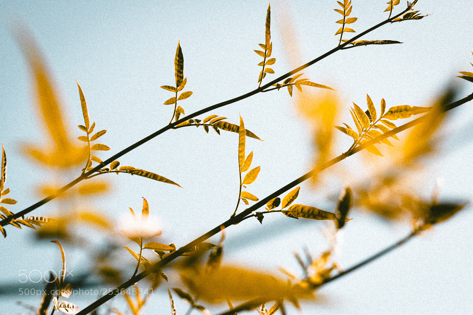 Canon EOS 750D (EOS Rebel T6i / EOS Kiss X8i) sample photo. Vintage style. photography