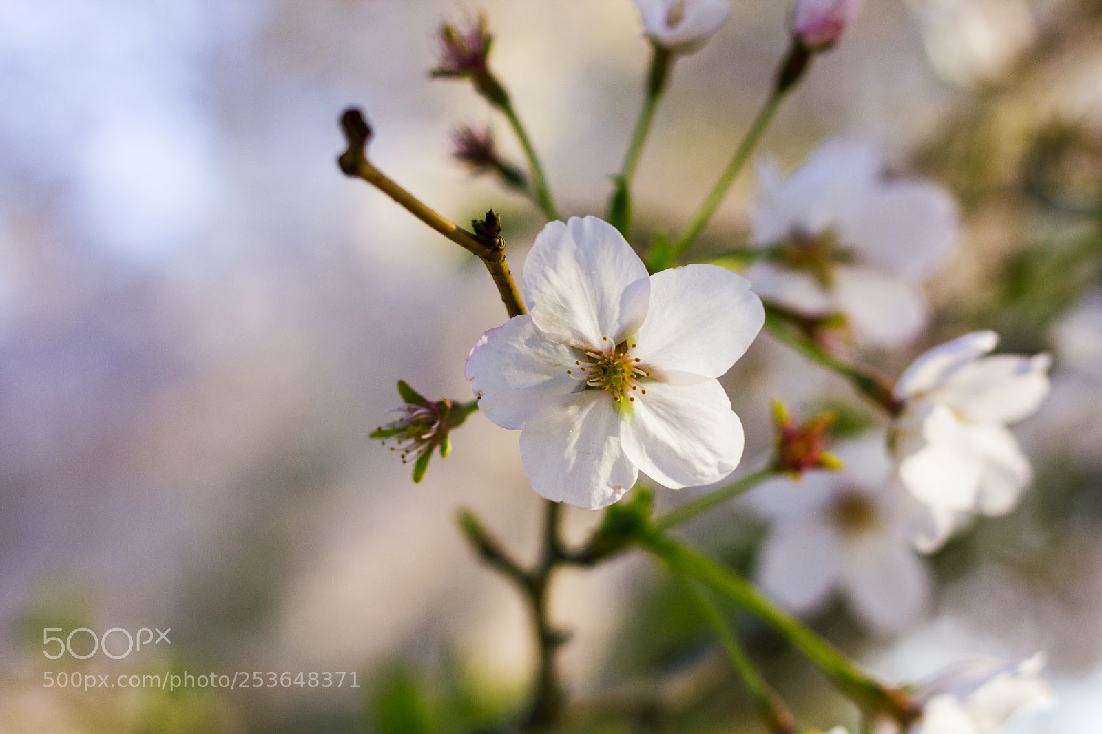 Canon EOS 1200D (EOS Rebel T5 / EOS Kiss X70 / EOS Hi) sample photo. Cherry blossom photography