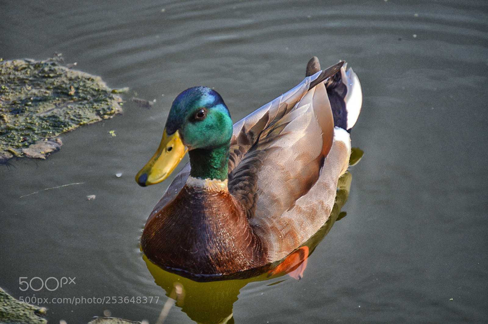 Nikon D3200 sample photo. Duck photography