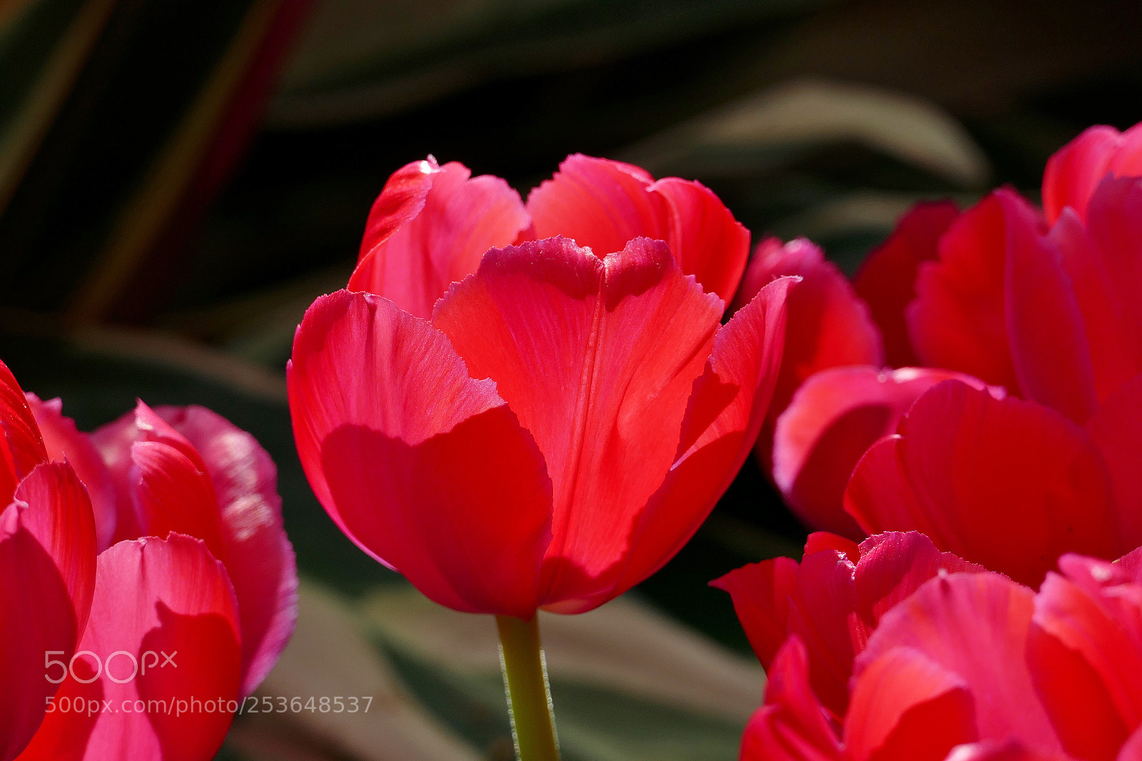 Panasonic Lumix DMC-FZ1000 sample photo. Tulips, botanical gardens, montr photography