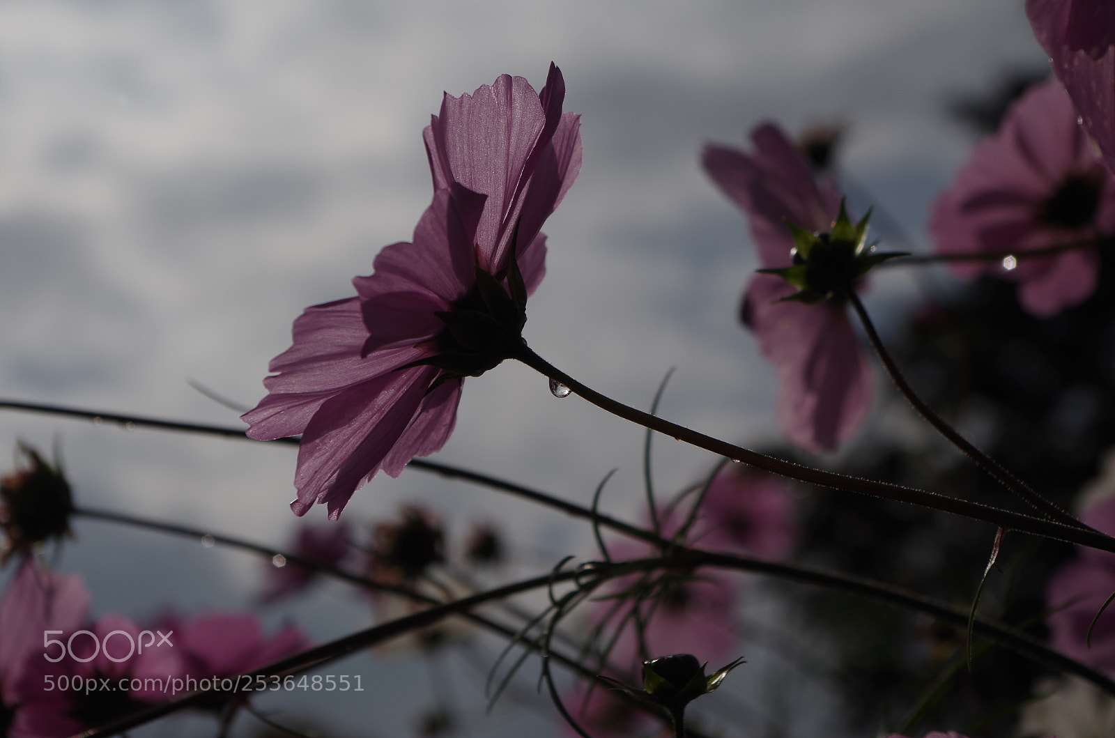 Pentax K-50 sample photo. Untitled photography