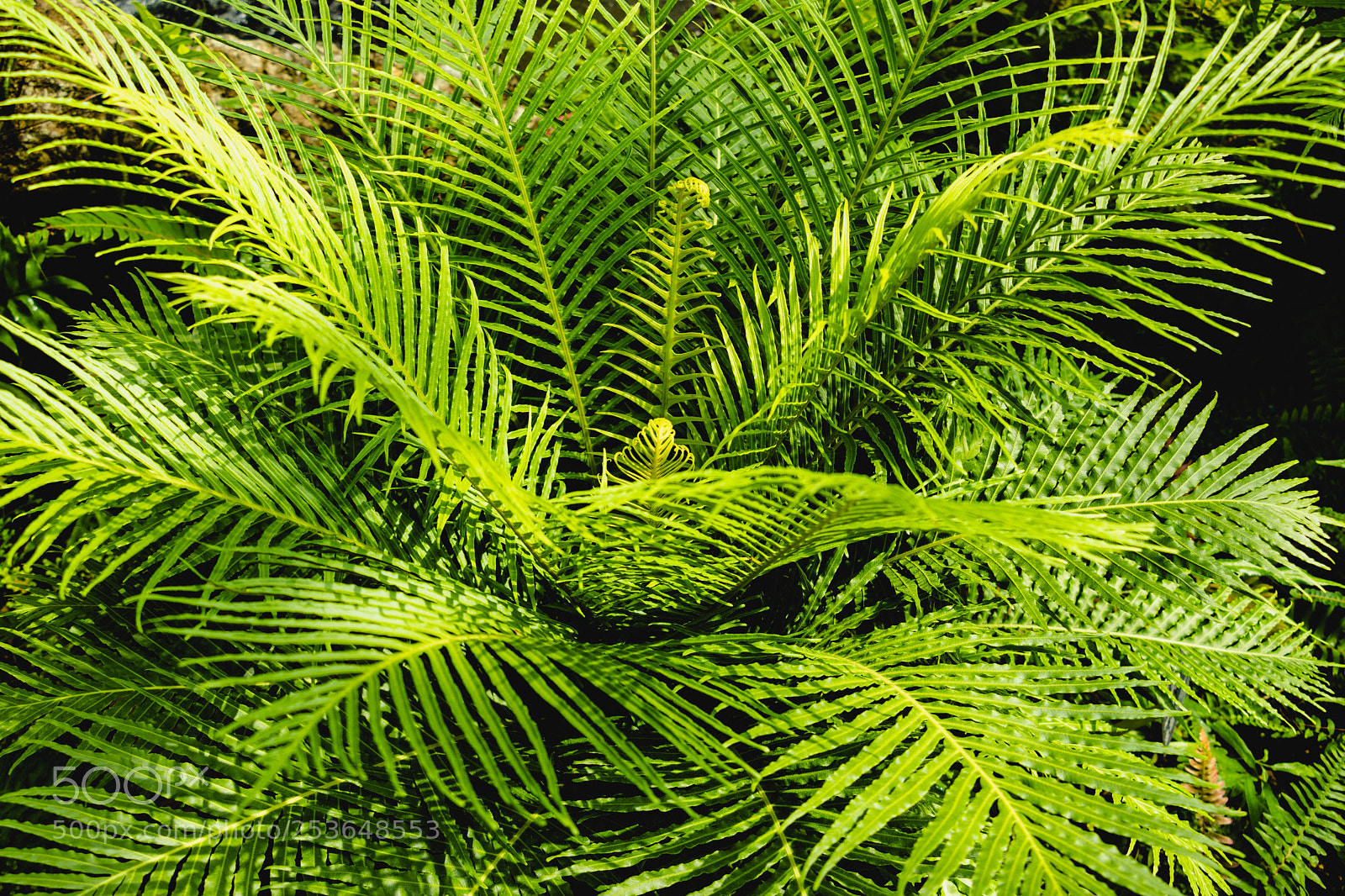 Canon EOS 800D (EOS Rebel T7i / EOS Kiss X9i) sample photo. Silver lady fern photography