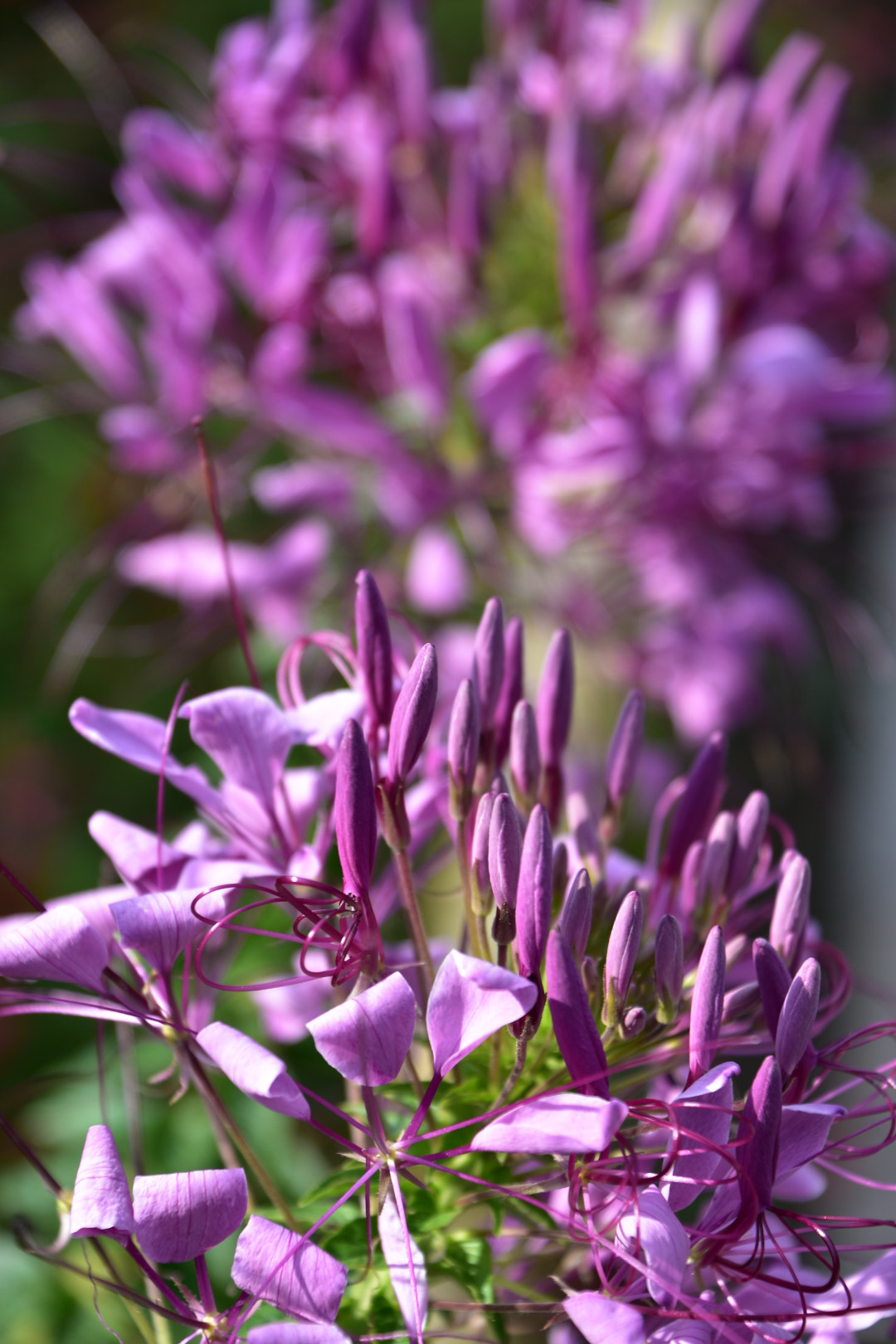 Nikon D7200 sample photo. Sunday and photography photography