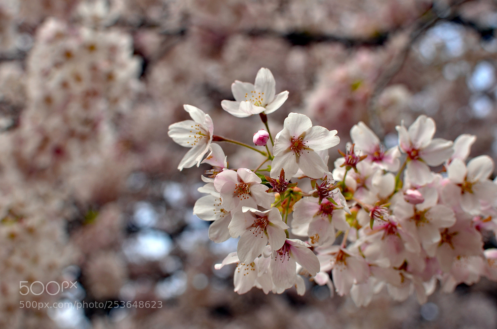 Nikon D7000 sample photo. Cherry blossoms photography