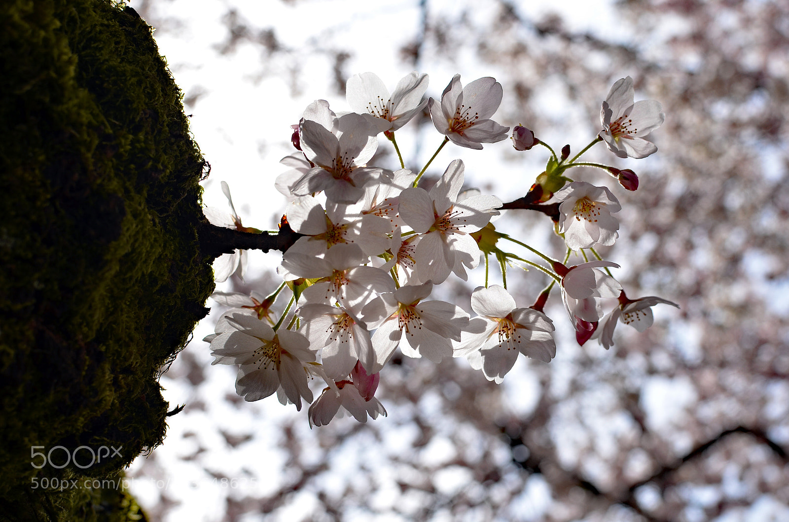 Nikon D7000 sample photo. Cherry blossoms photography