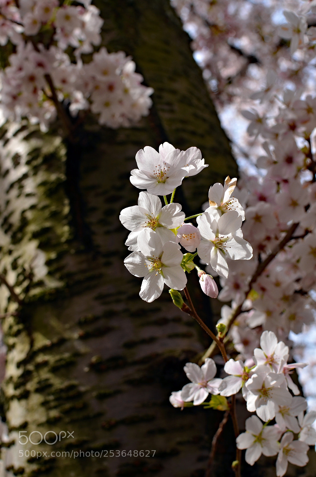 Nikon D7000 sample photo. Cherry blossoms photography