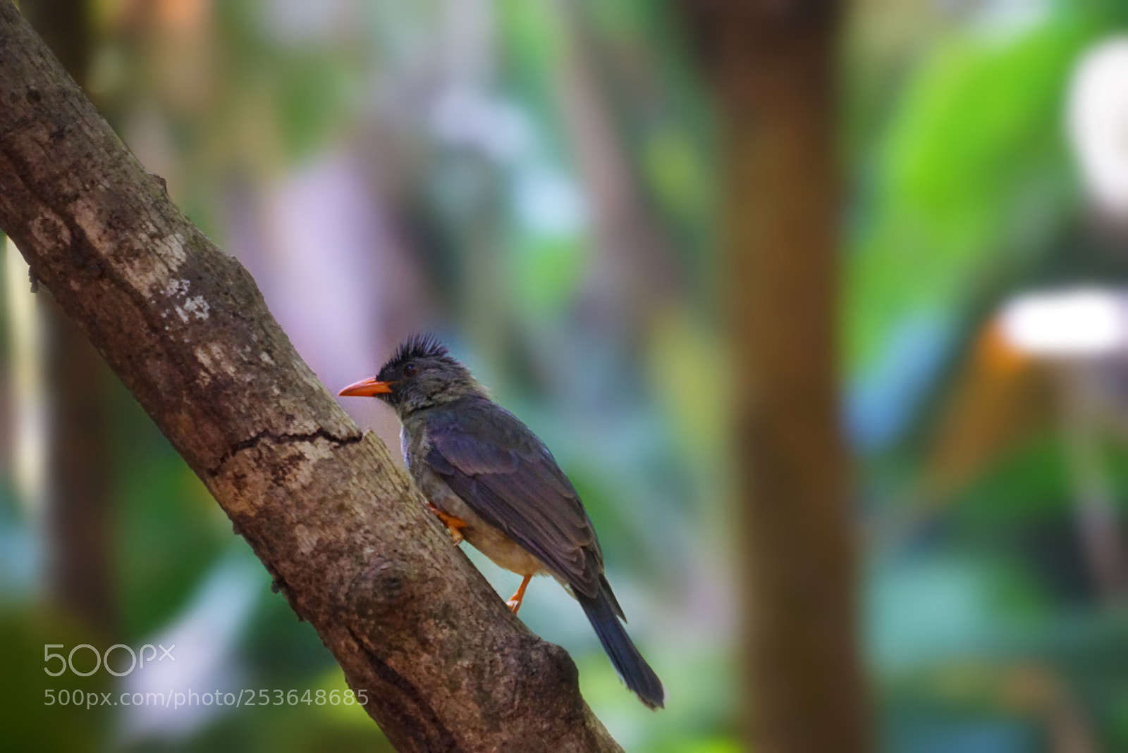 Sony a6000 sample photo. Bird on branch photography