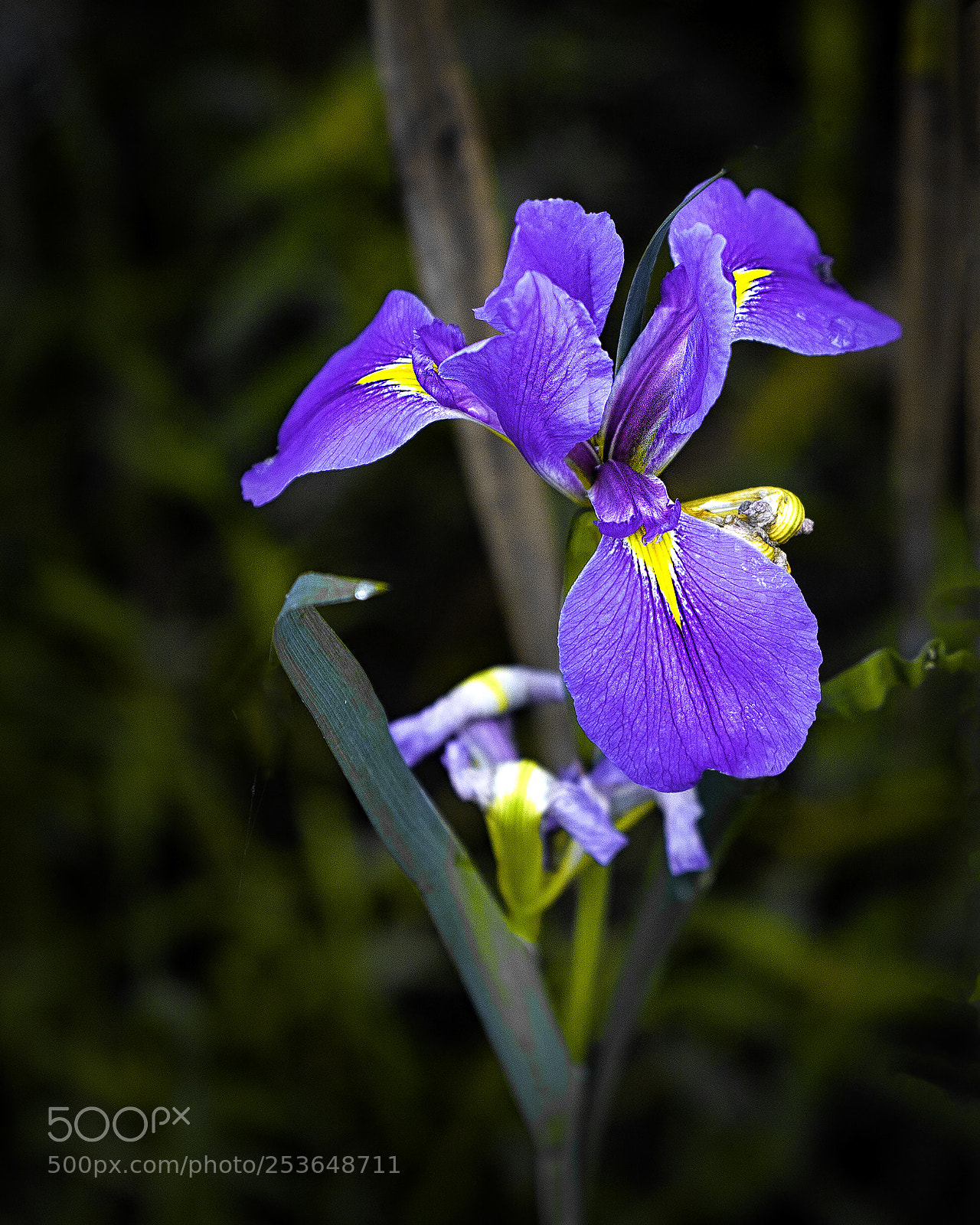Canon EOS 5D Mark II sample photo. Louiisiana iris photography