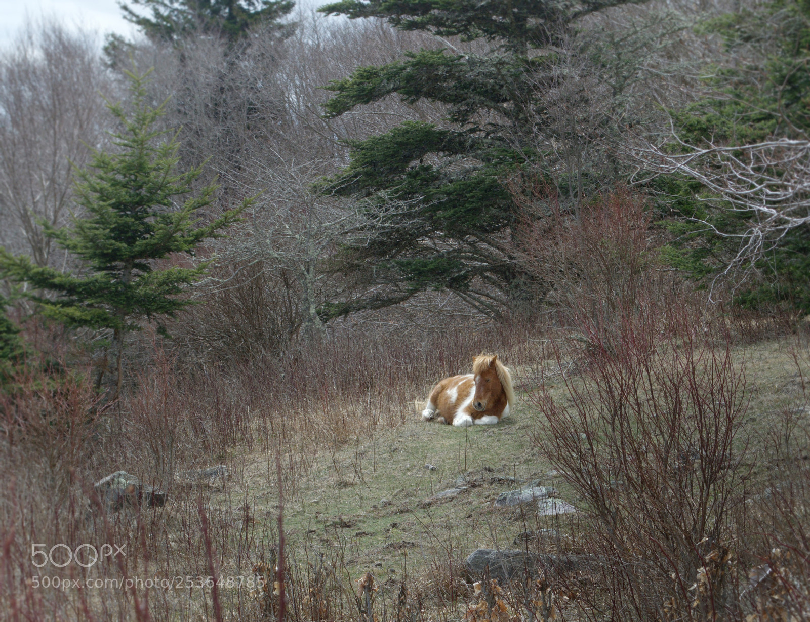 Nikon D5100 sample photo. Recliningpony photography