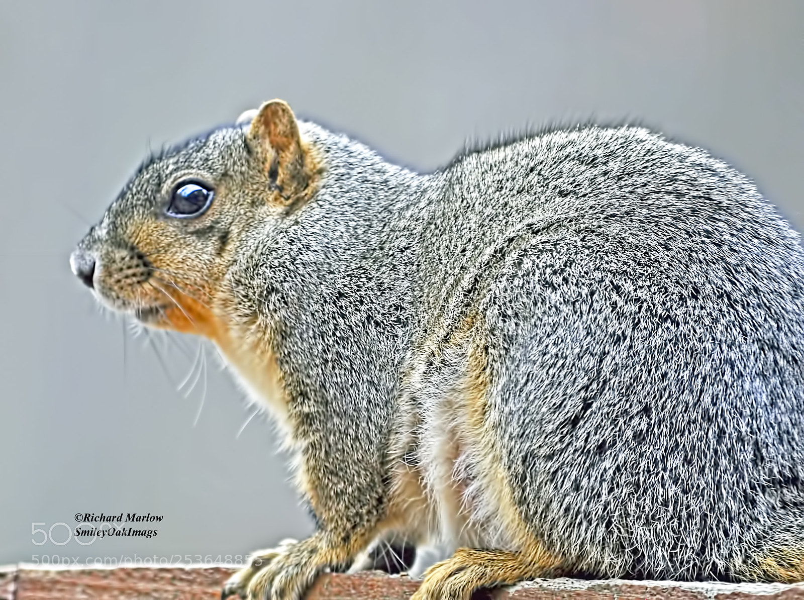 Nikon D5000 sample photo. Large fox squirrel photography