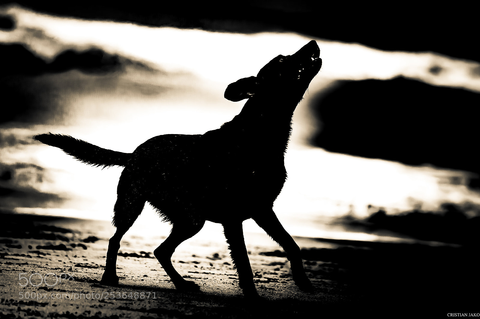 Nikon D3100 sample photo. Sea wolf photography