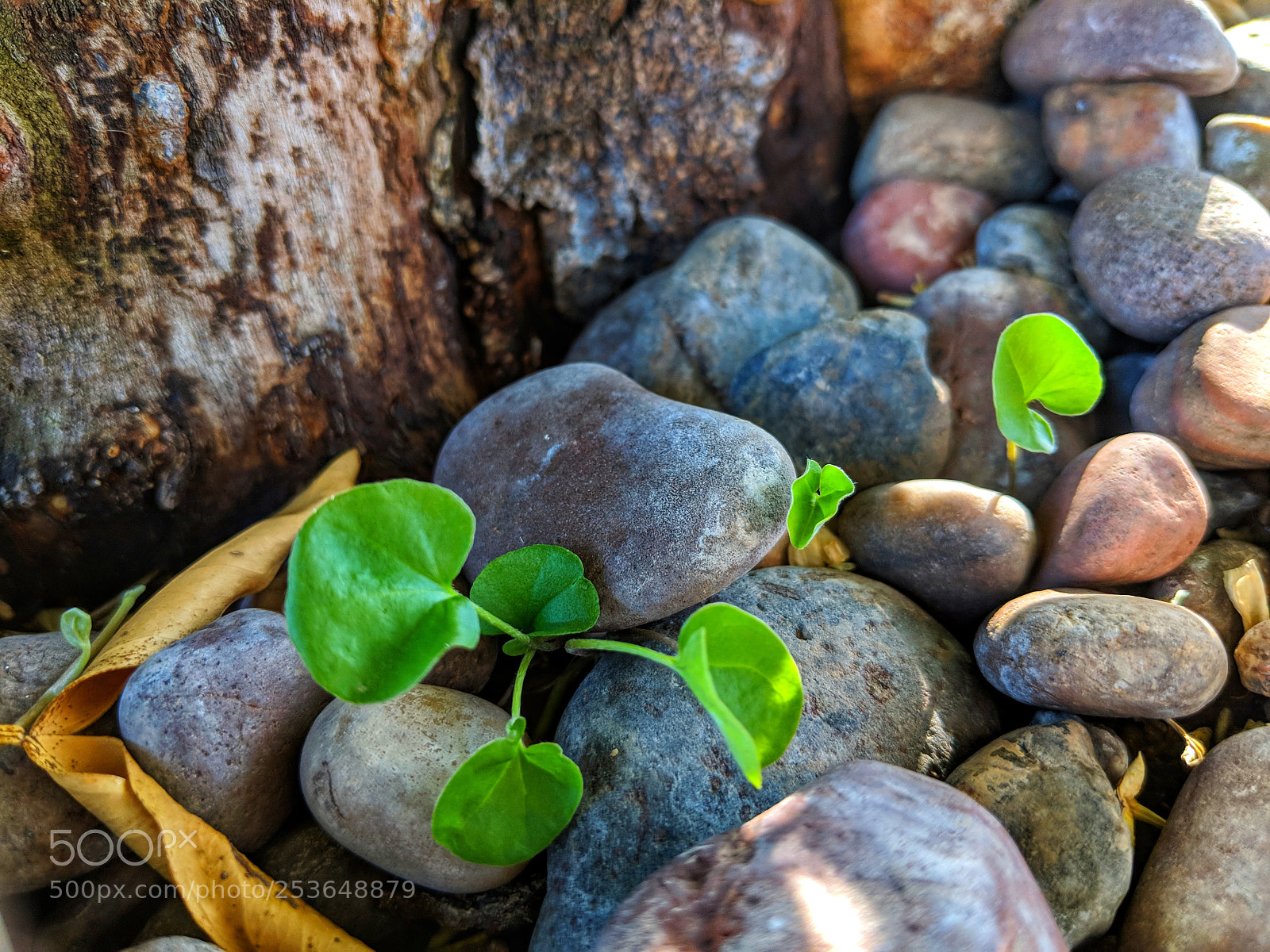 Google Pixel 2 sample photo. Beautiful greenery and rocks photography