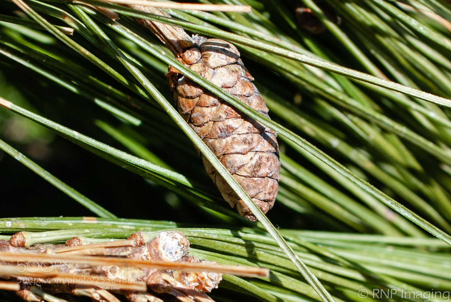 Nikon D200 sample photo. Pine cone 1 photography