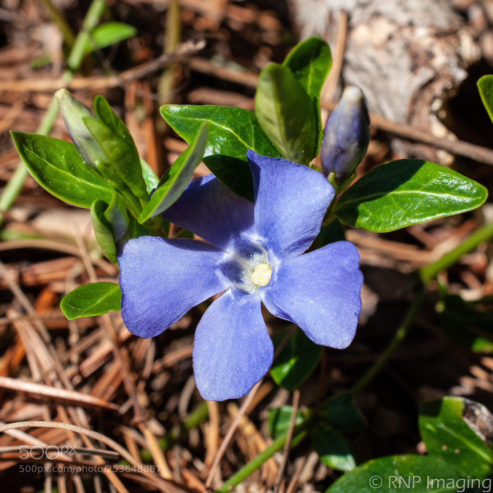 Nikon D200 sample photo. Purple flower 1 photography