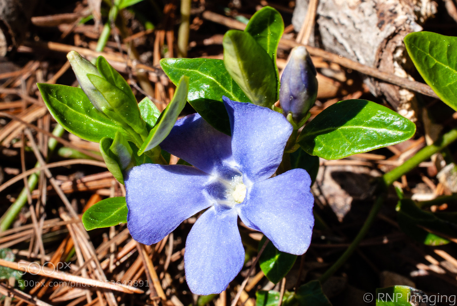 Nikon D200 sample photo. Purple flower 2 photography