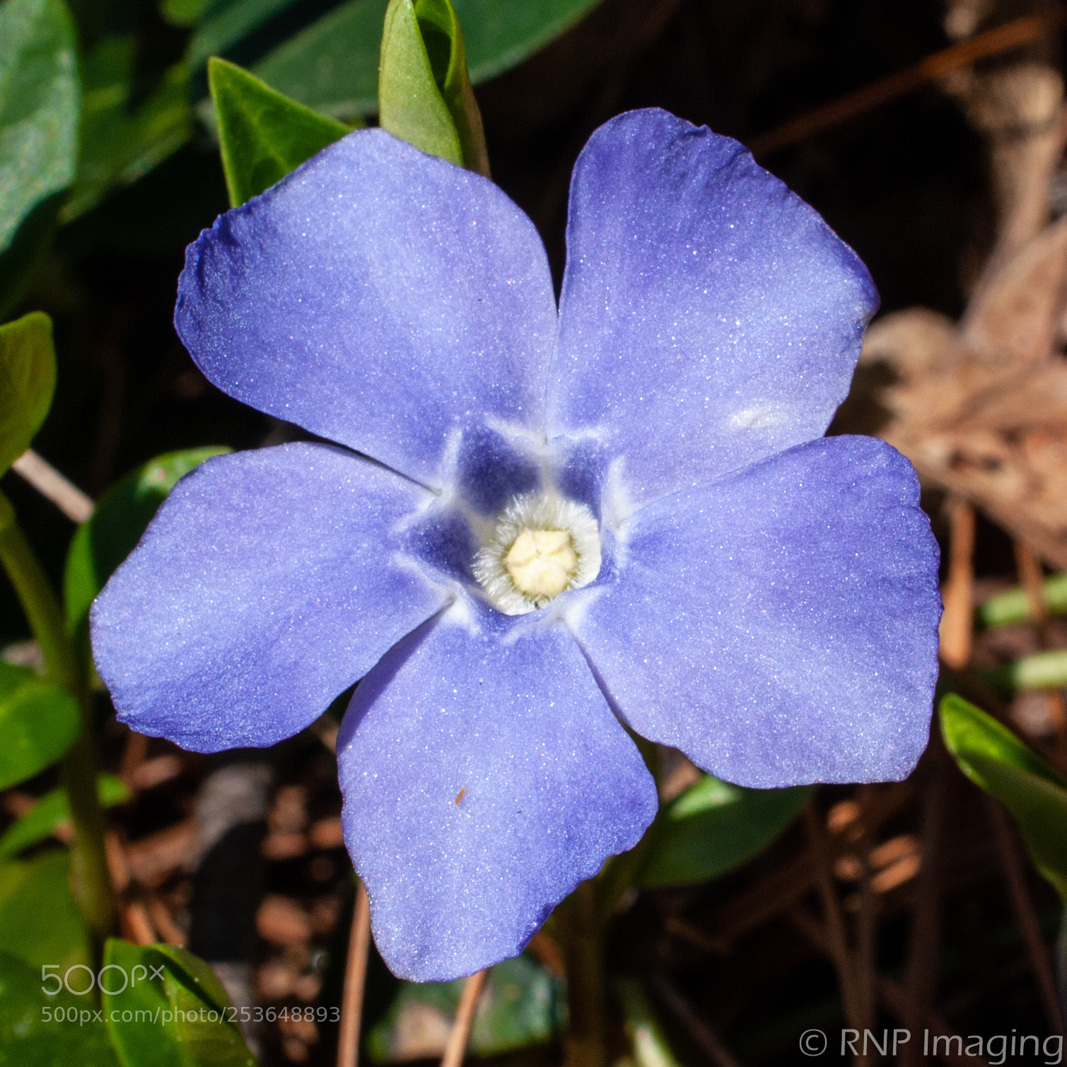 Nikon D200 sample photo. Purple flower 3 photography