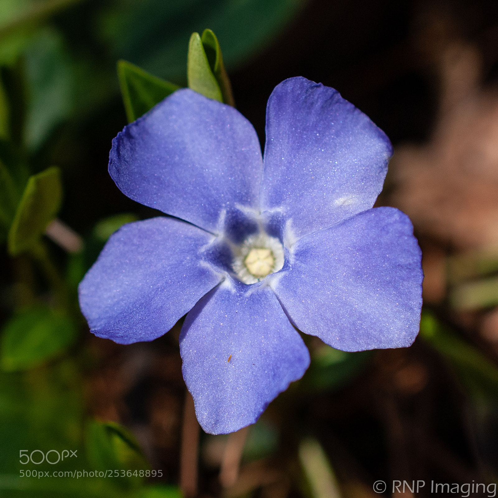 Nikon D200 sample photo. Purple flower 4 photography