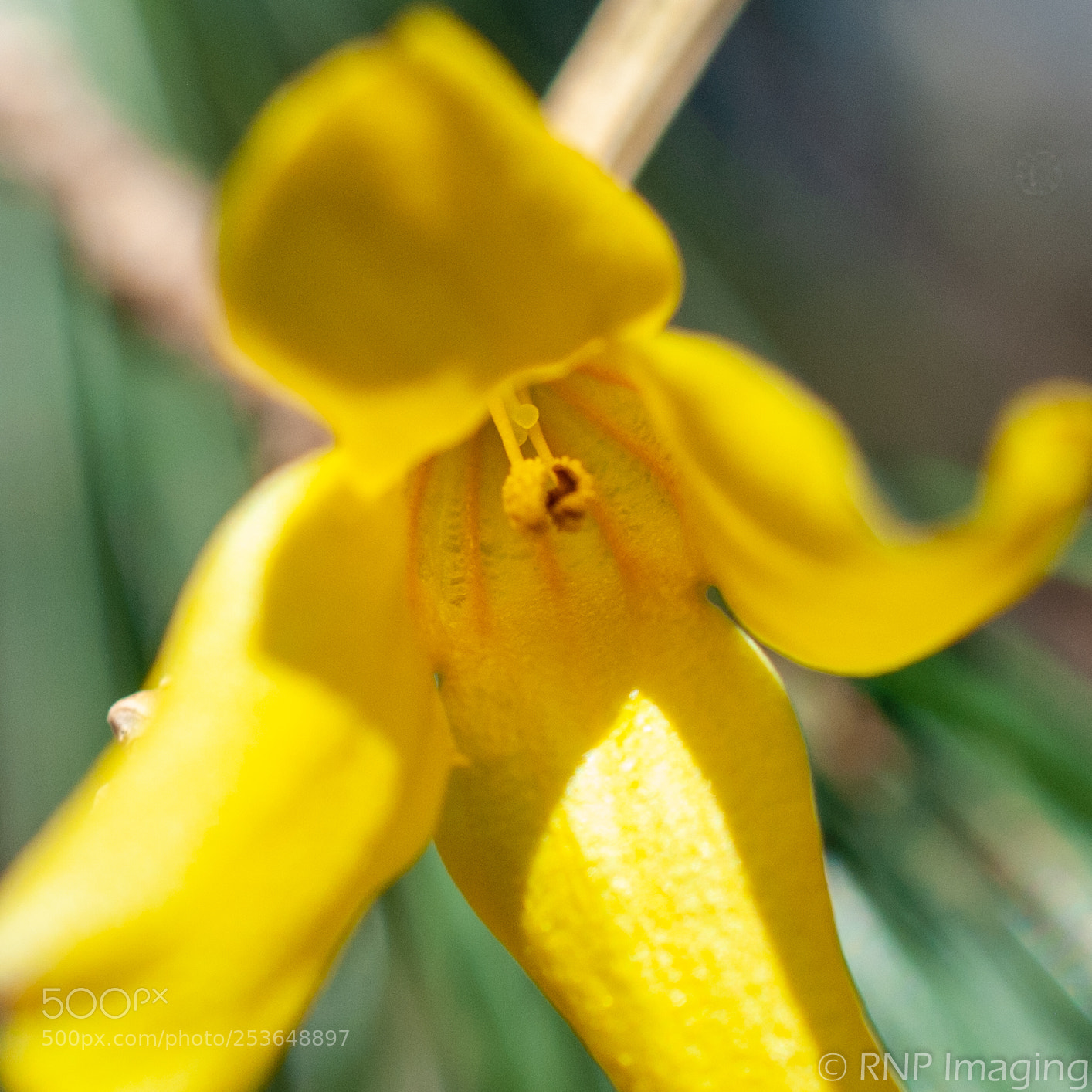 Nikon D200 sample photo. Yellow flower 2 photography