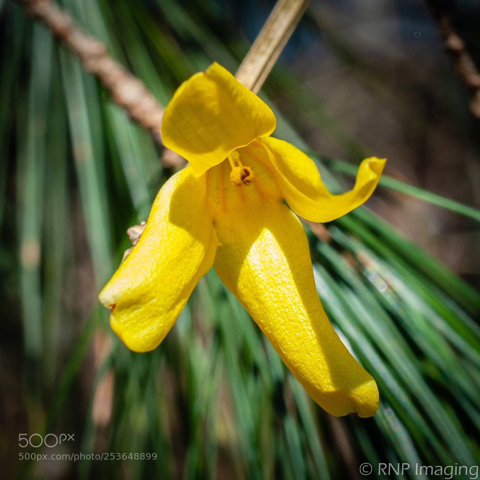 Nikon D200 sample photo. Yellow flower 1 photography