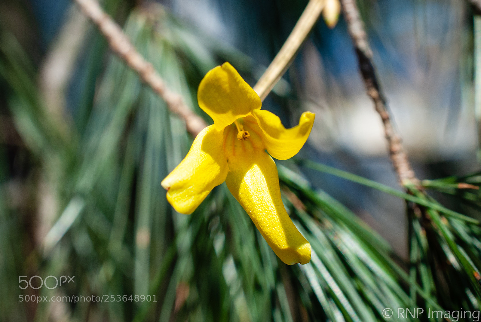Nikon D200 sample photo. Yellow flower 3 photography