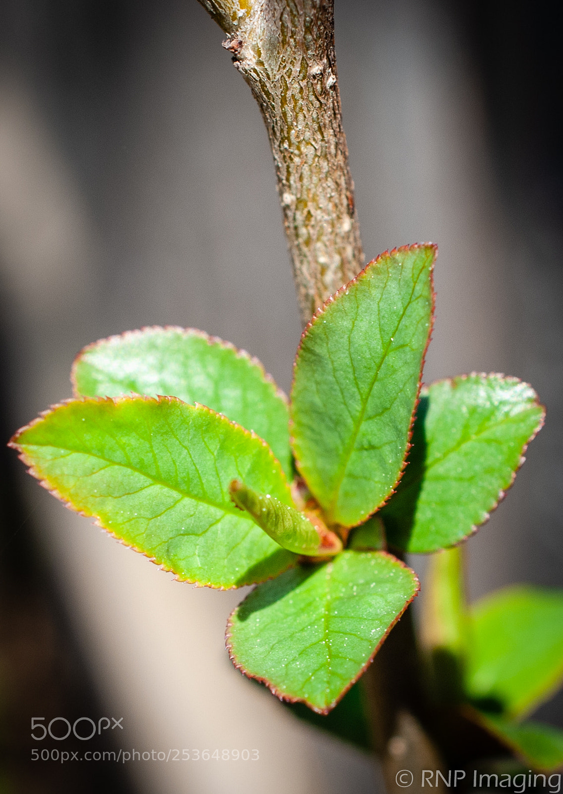 Nikon D200 sample photo. Green bud 1 photography