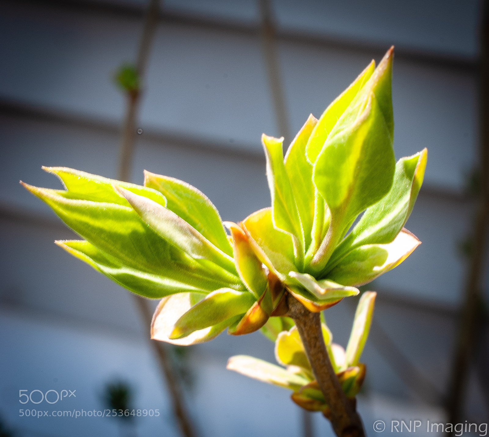 Nikon D200 sample photo. Green bud 2 photography