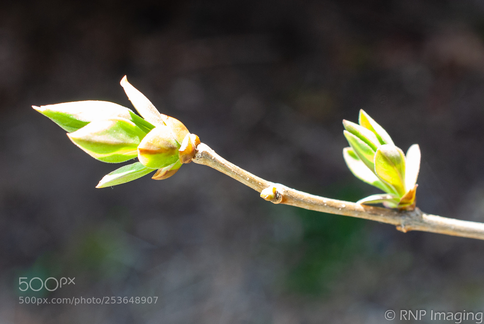 Nikon D200 sample photo. Green bud 3 photography