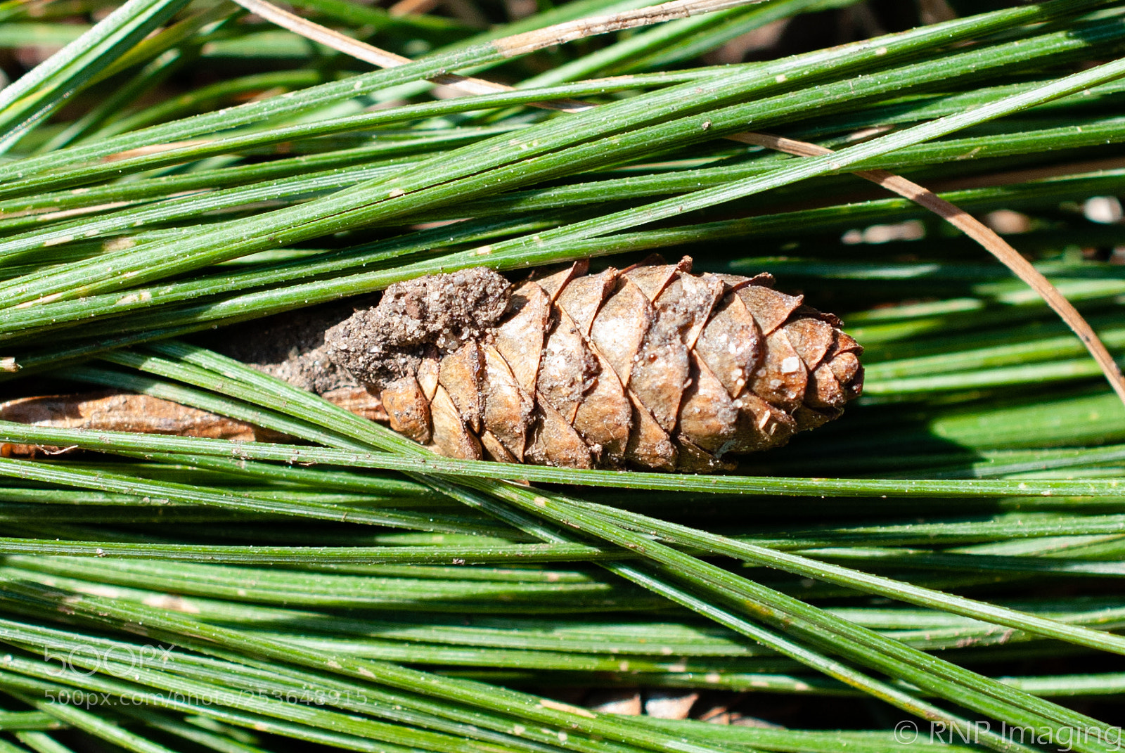 Nikon D200 sample photo. Pine cone 2 photography