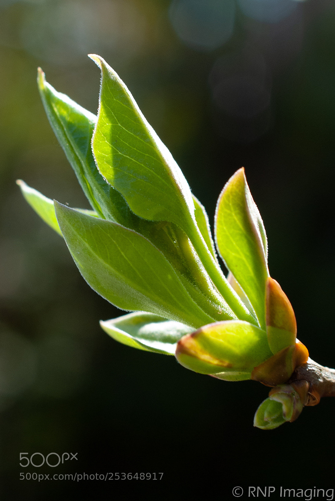 Nikon D200 sample photo. Beautiful bloom 2 photography