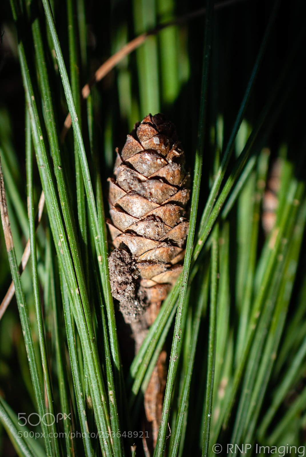 Nikon D200 sample photo. Pine cone 3 photography