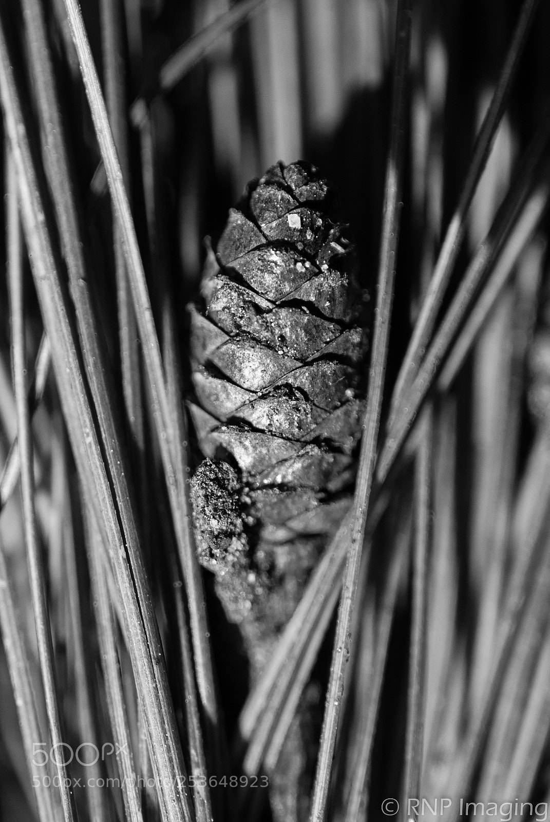 Nikon D200 sample photo. Pine cone4 photography