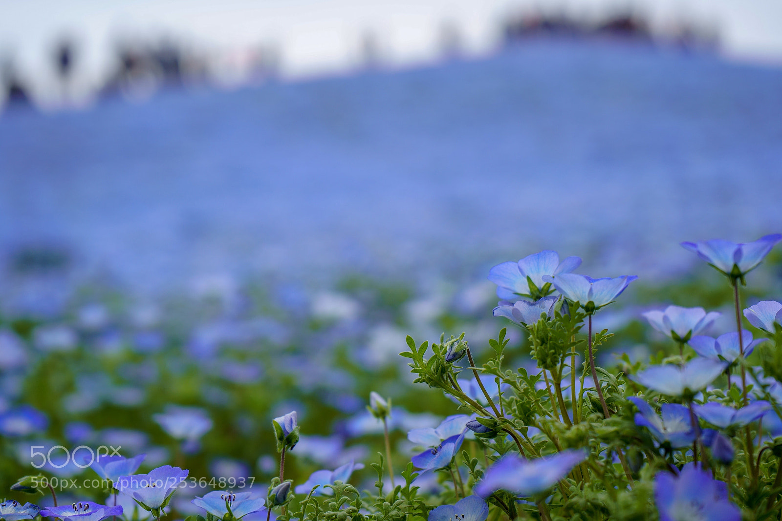 Sony a7 III sample photo. Blue fllowers photography